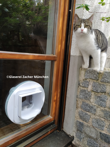 Glaserei Zacher Katzenklappe im Holzfenster