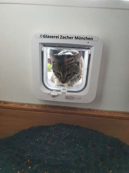 Glaserei Zacher Katzenklappe im Wärmepaneel